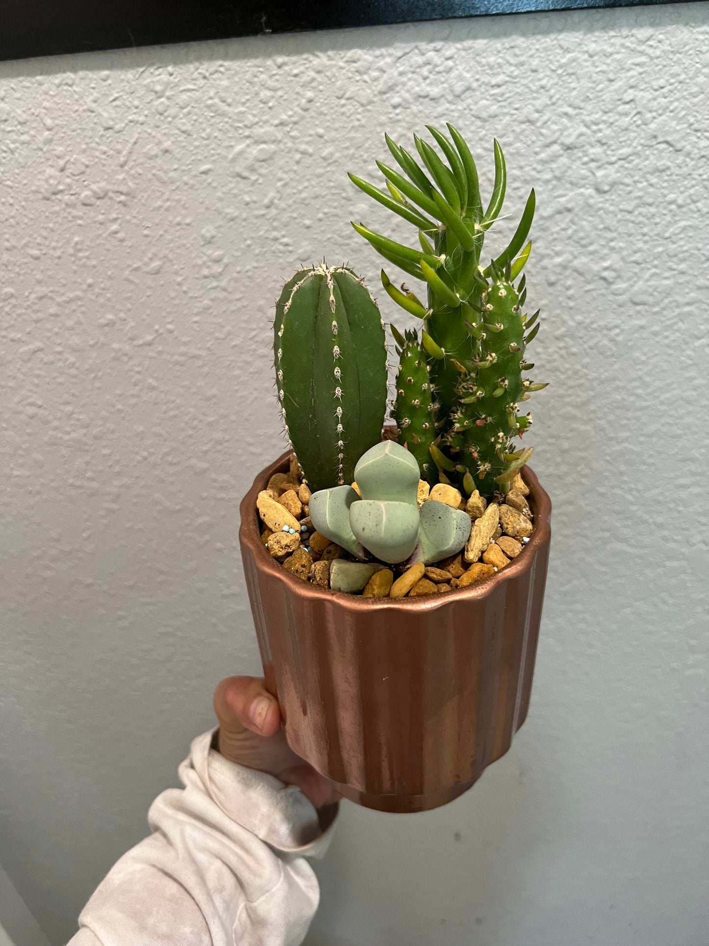 Cacti & succulent arrangement in copper pot