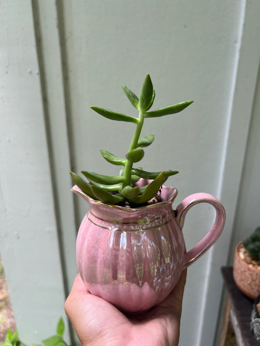 Stonecrop in pink ceramic cup