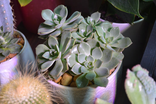 Graptoveria 'Titubans' in ceramic planter