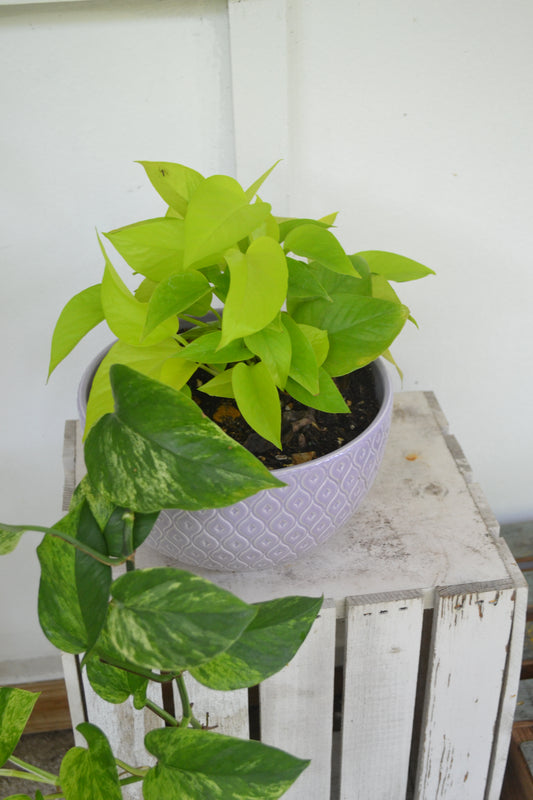 Mixed pothos. Neon and marble queen