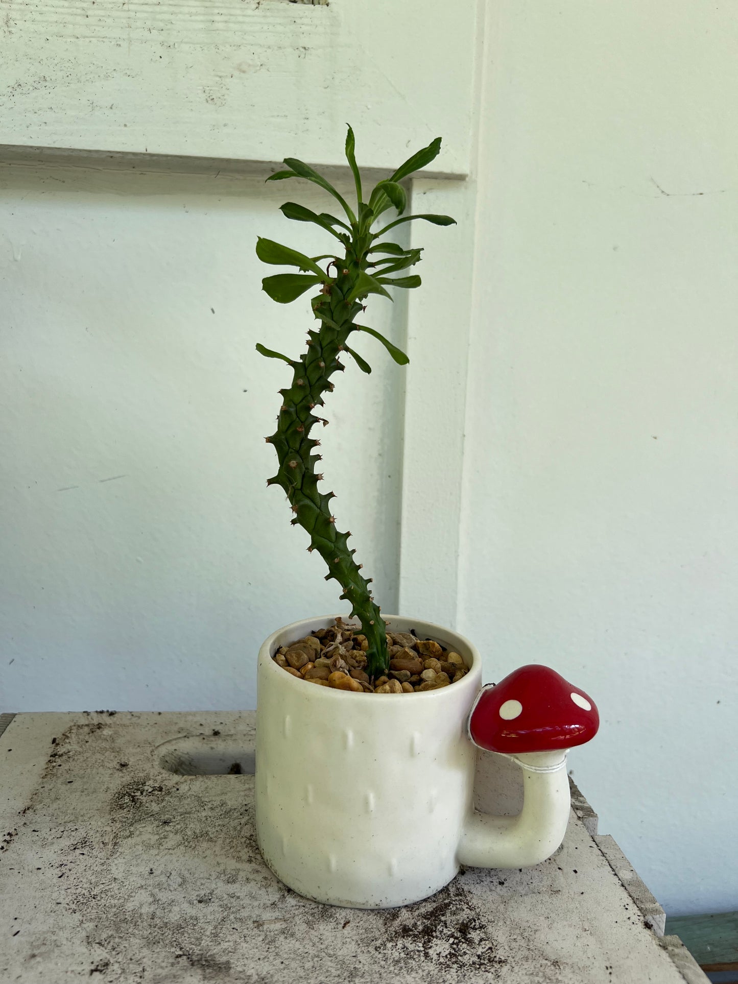 Planted Mushroom mug. Euphorbia Ritchiei