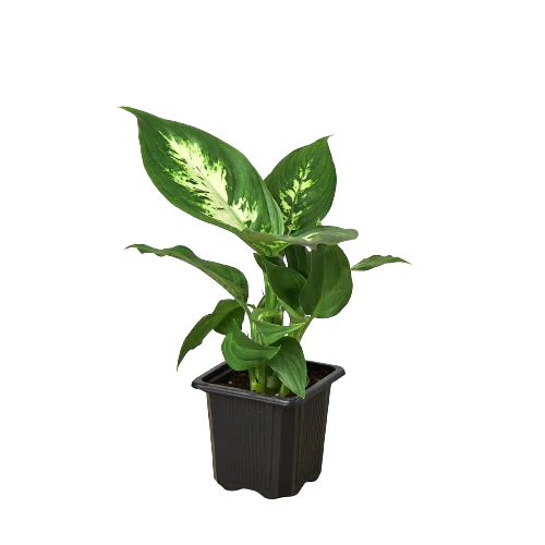 3in Dieffenbachia "Camille"