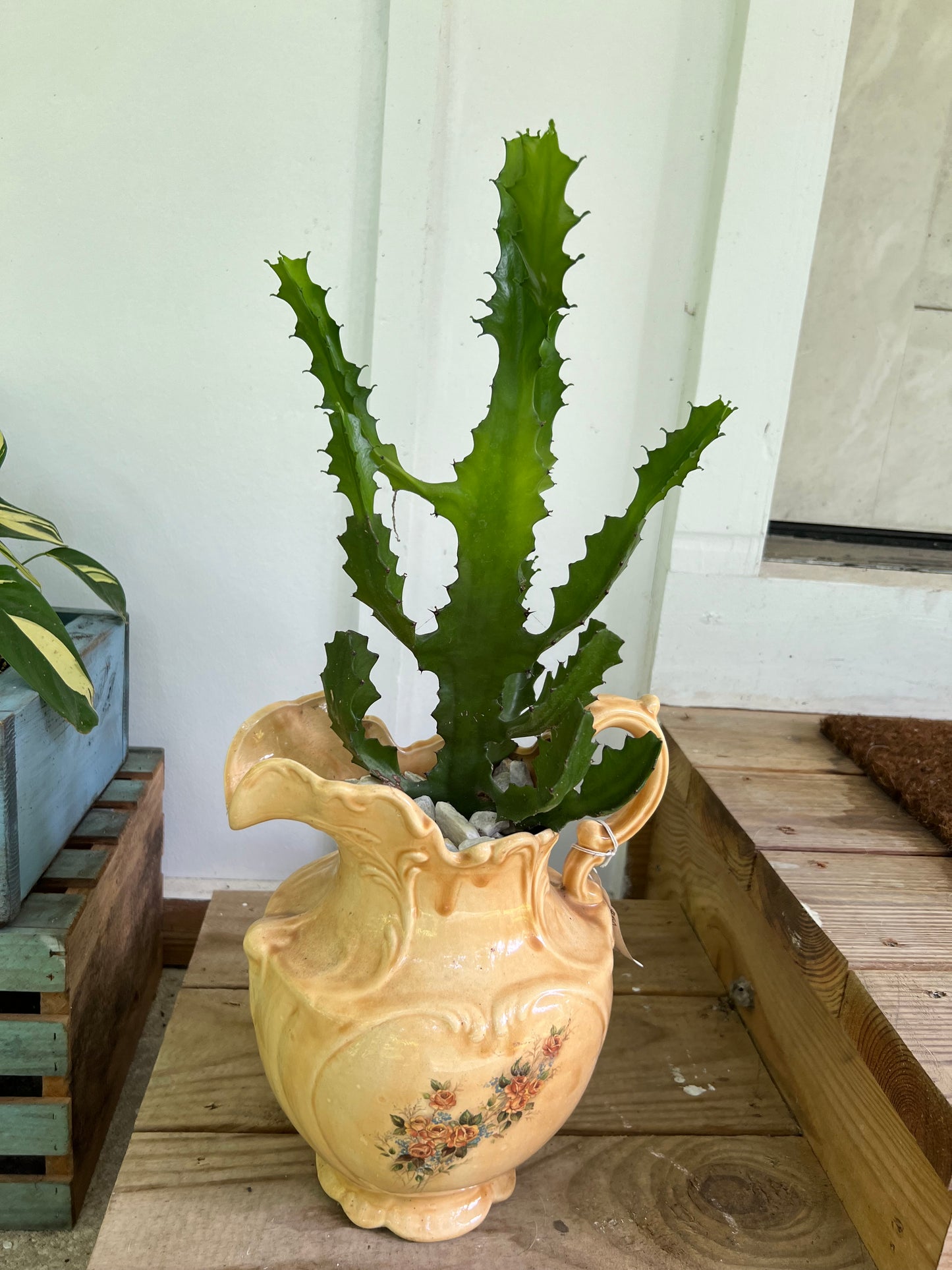 Large candelabra cactus in vintage pitcher