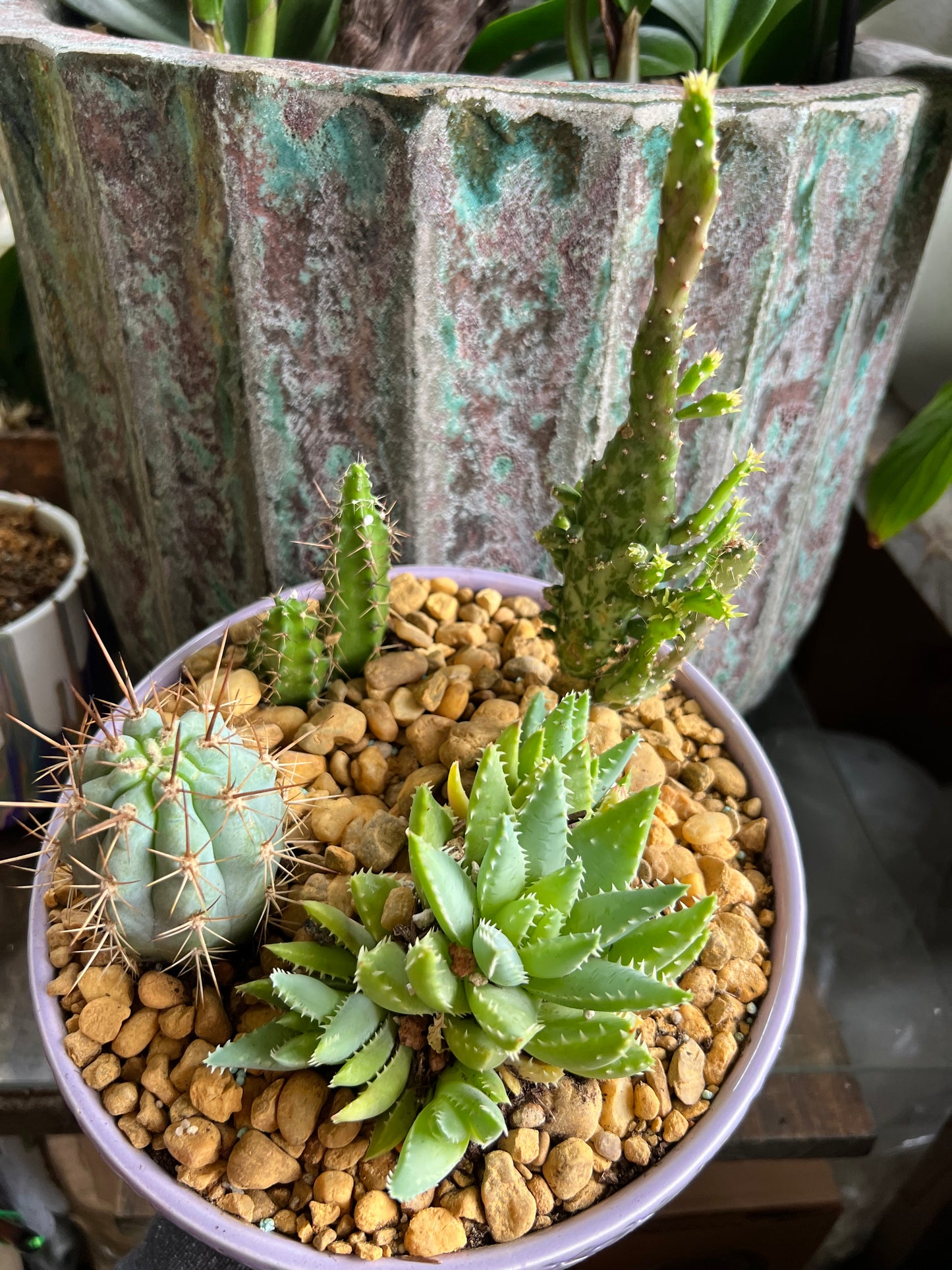 Tooth pick cactus, variegated mini Opuntia, Echinocereus Pentalophus, and Aloe Brevifolia