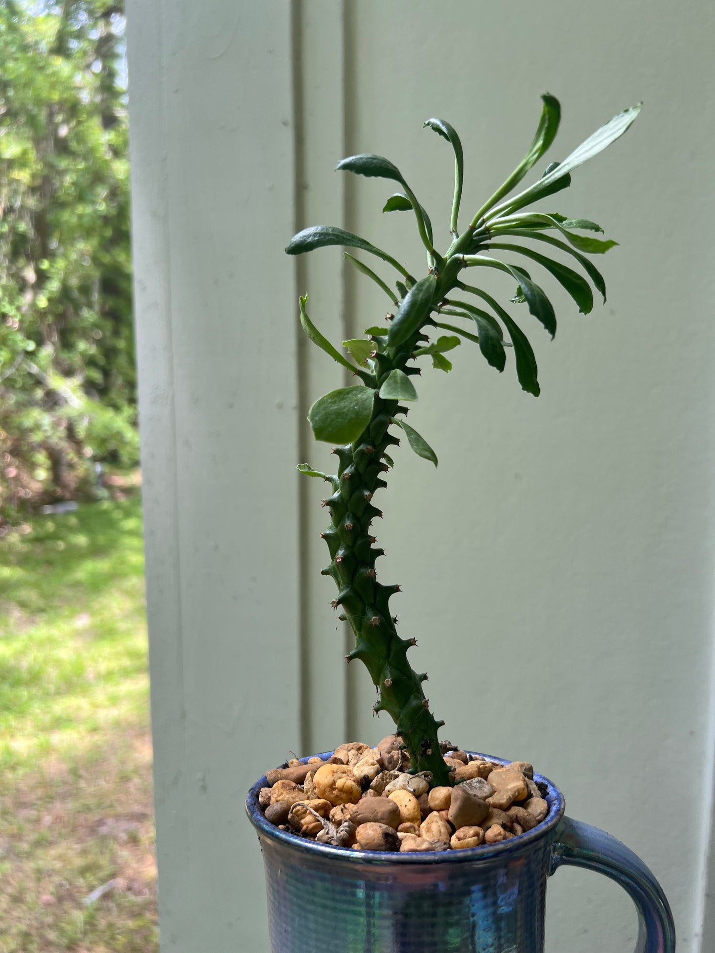 Euphorbia ritcheii in blue ceramic mug