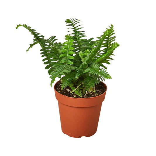 4in Fern "Jester Crown"