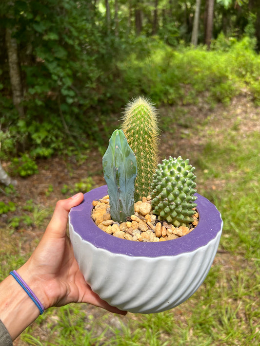 Mixed cacti in ceramic pot