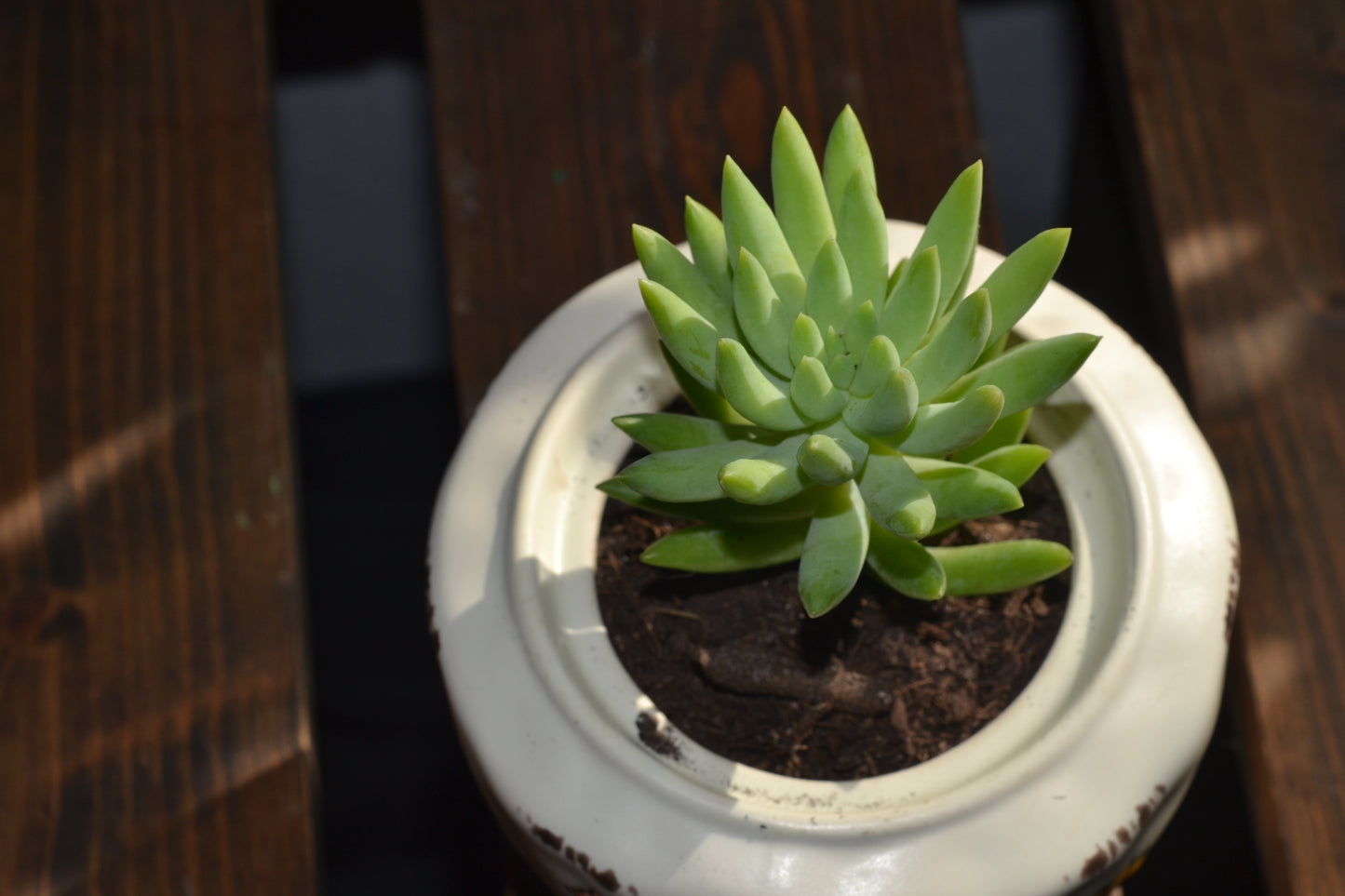 Planted pumpkin bowl. Super donkey tail