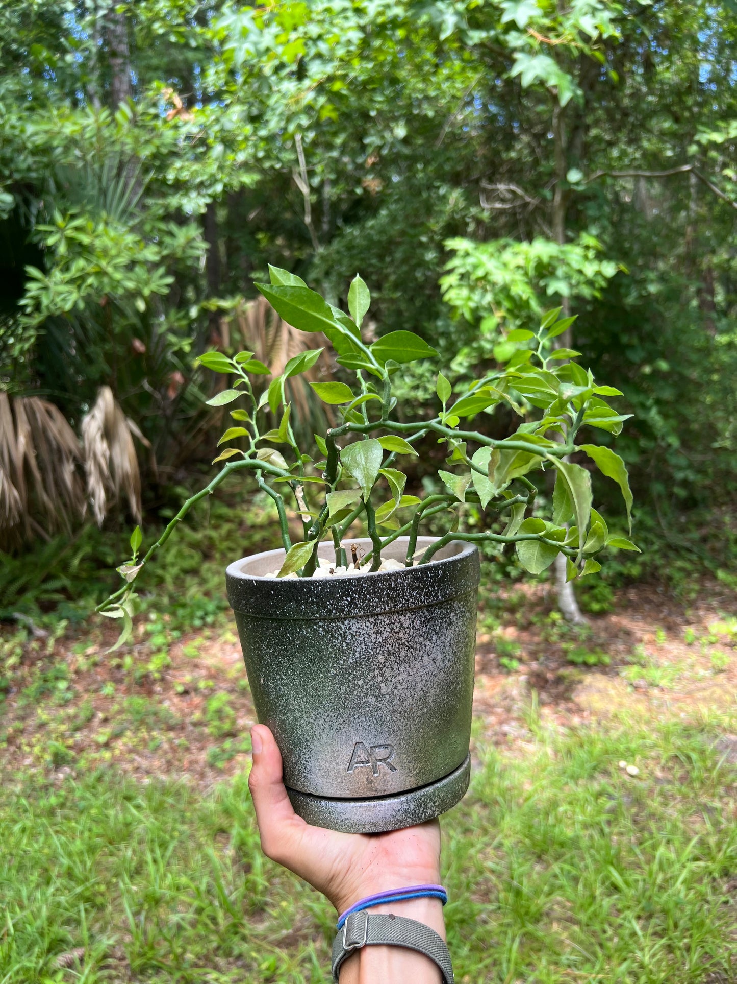 Devil’s backbone in concrete planter