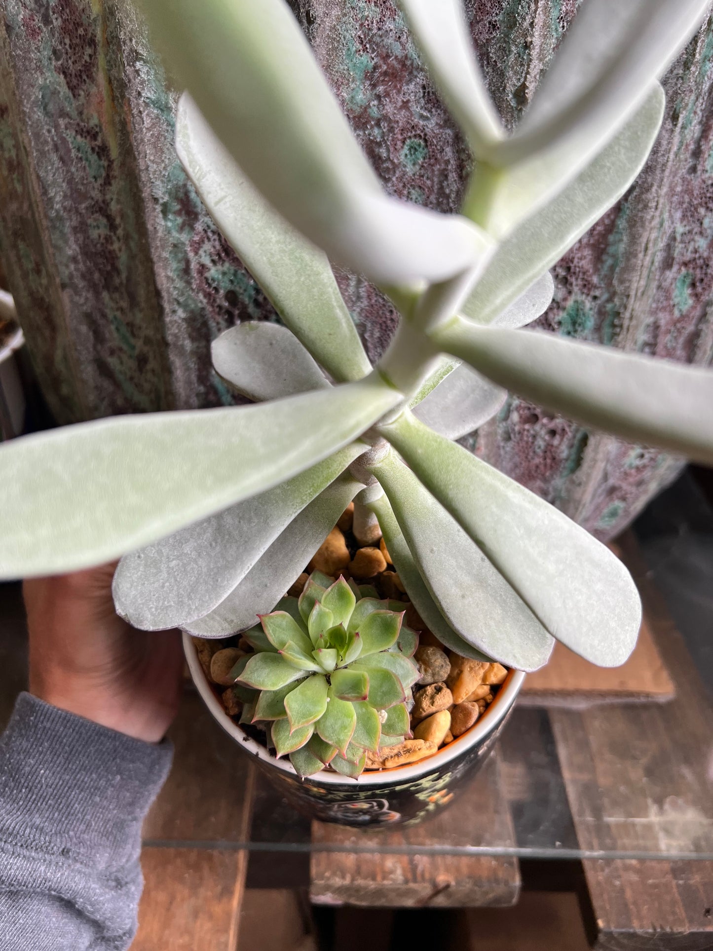 Cotyledon silver peak & echeveria