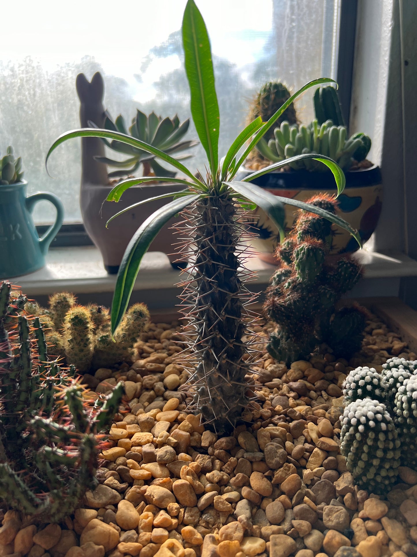 Cacti arrangement in handmade wooden planter box