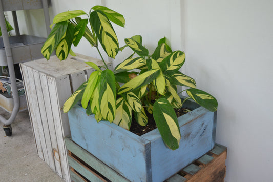 Calathea Lubbersii in handmade wooden planter