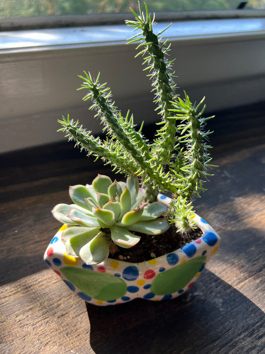 Mini cholla tree & echeveria