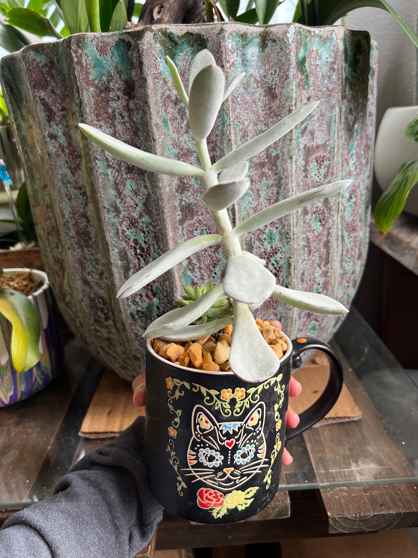 Cotyledon silver peak & echeveria