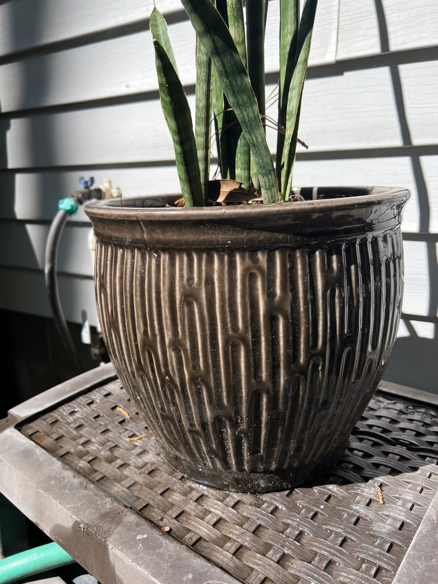 Fernwood Snake Plant