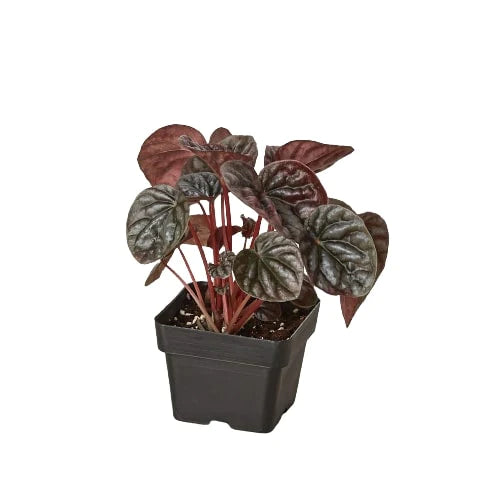 3in Peperomia "Ripple Red"