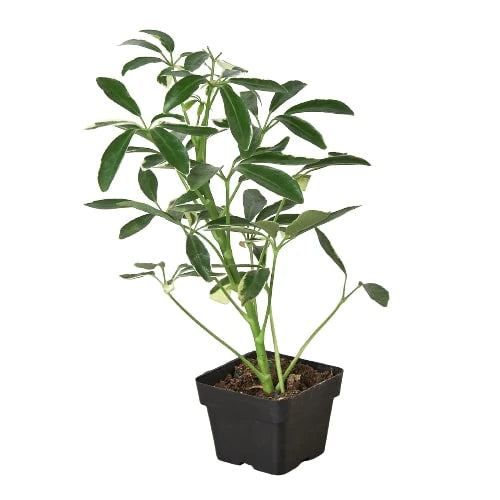 3in Schefflera Moonlight "Umbrella Plant"