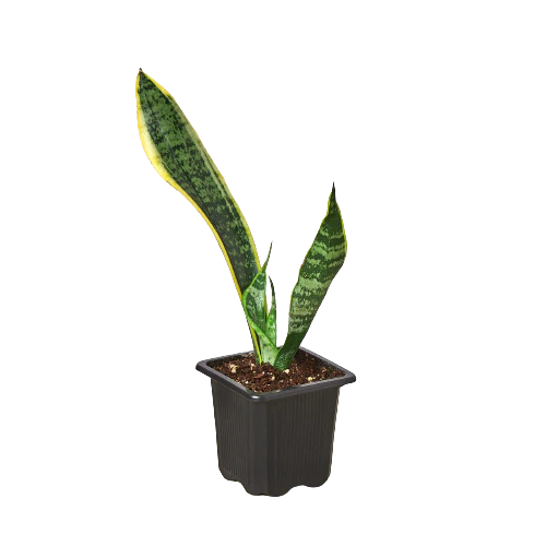 3in Snake Plant "Laurentii"