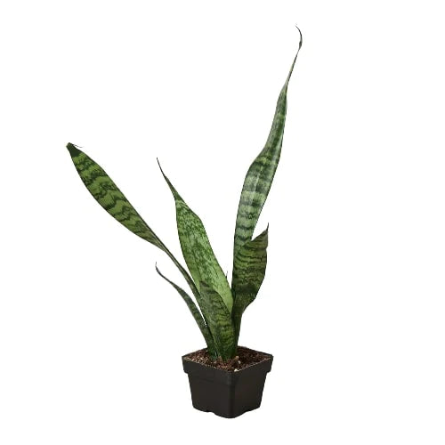 3in Snake Plant "Zeylanica"