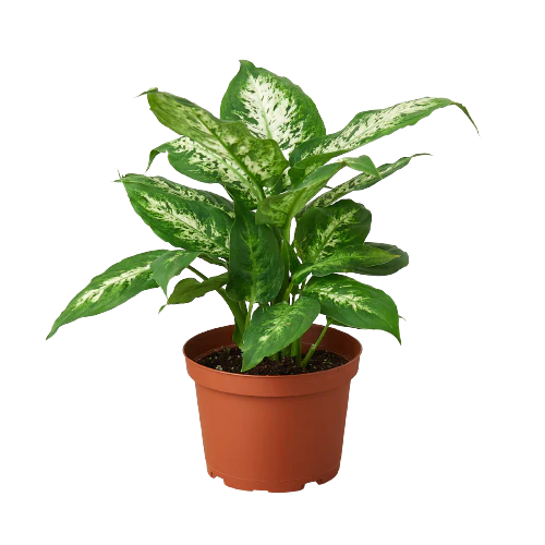 6in Dieffenbachia "Tropic Snow"