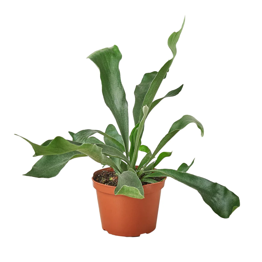 4in Fern "Staghorn"