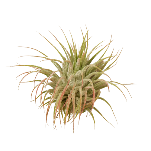 Air Plant "Ionantha"