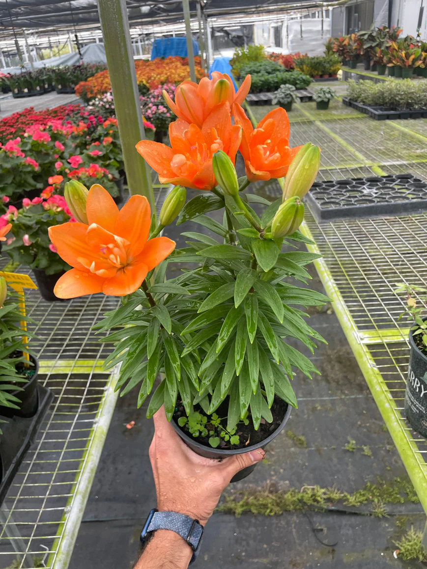 6in Asiatic Lily "Orange"