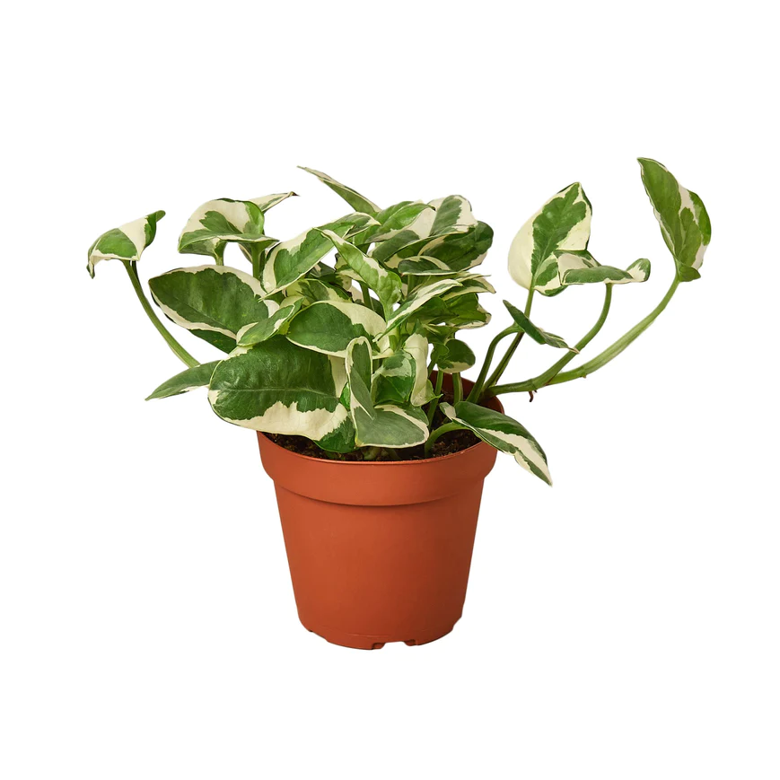 4in Pothos "Njoy"