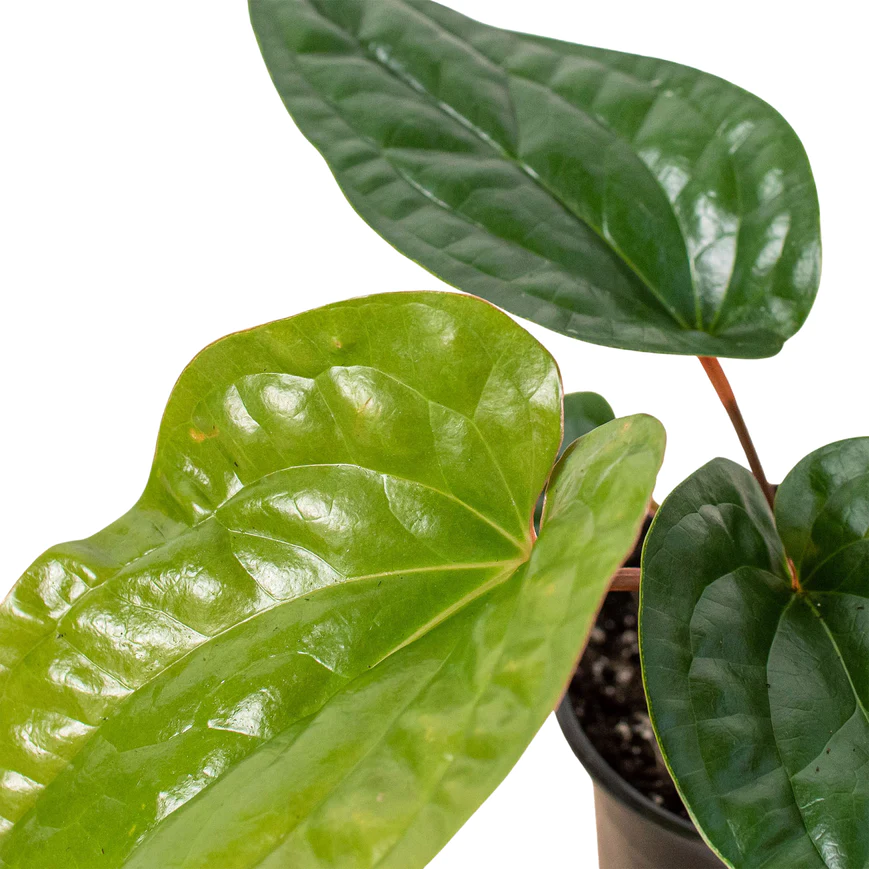 4in Anthurium "Radicans x Luxurians"