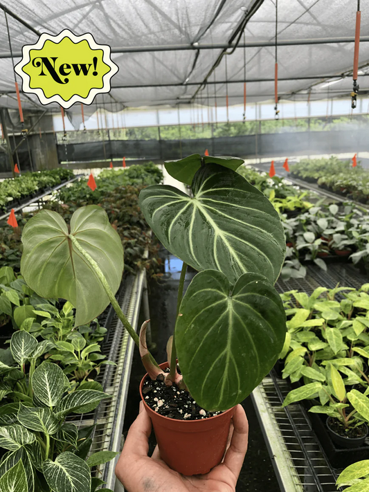 4in Philodendron Gloriosum "Zebra"