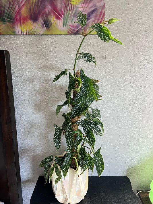 Angel wing begonia in pearl planter