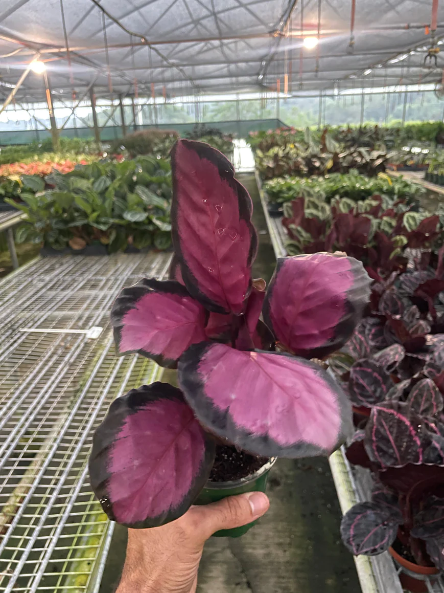 4in Calathea "Purple Rose"