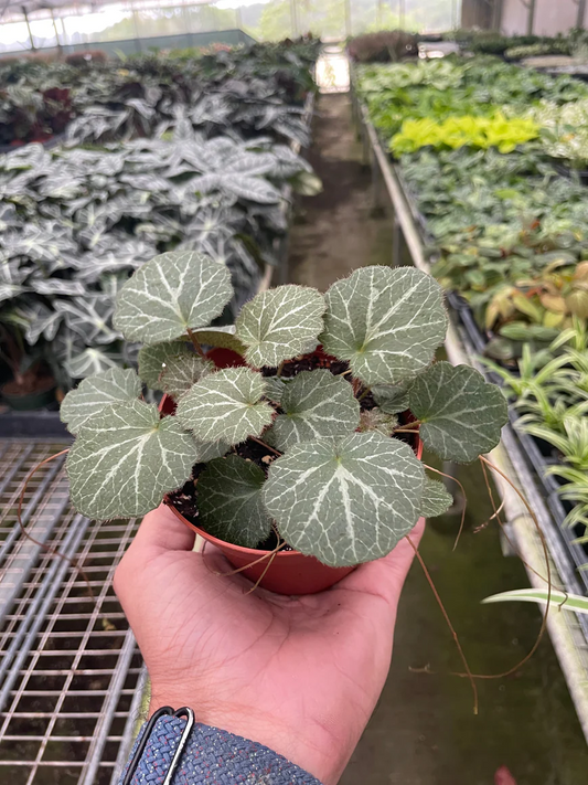 4in Begonia "Strawberry"