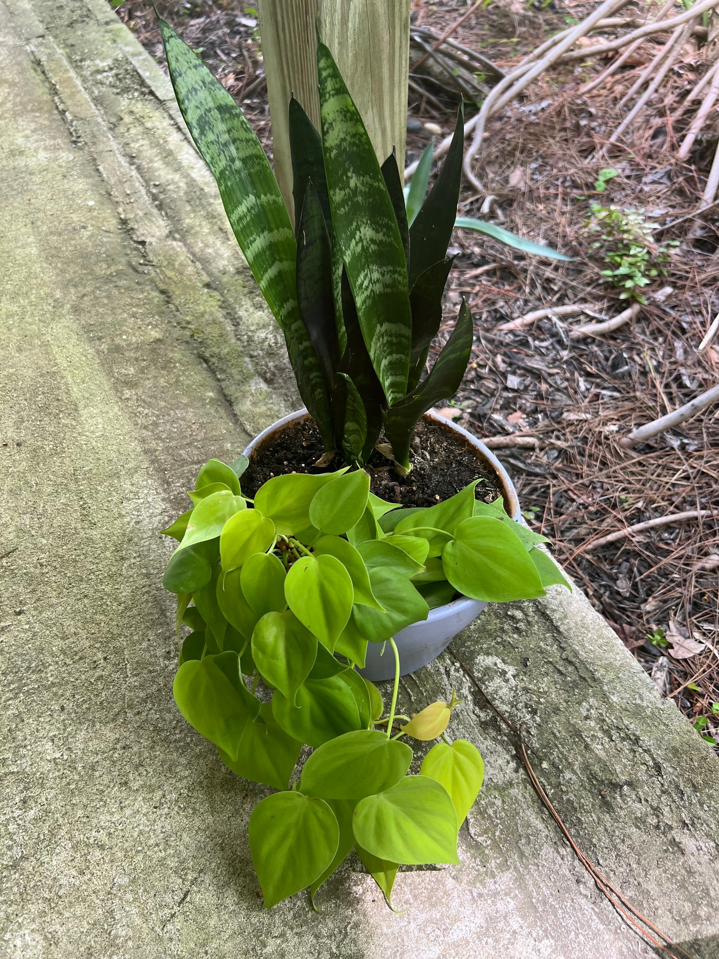 Zeylanica snake plant & Neon philodendron