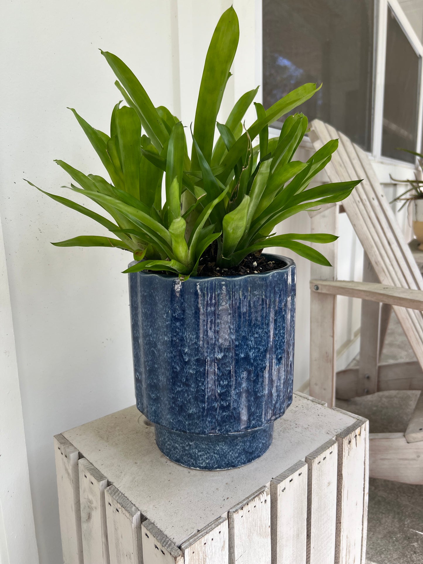 Matchstick Bromeliad