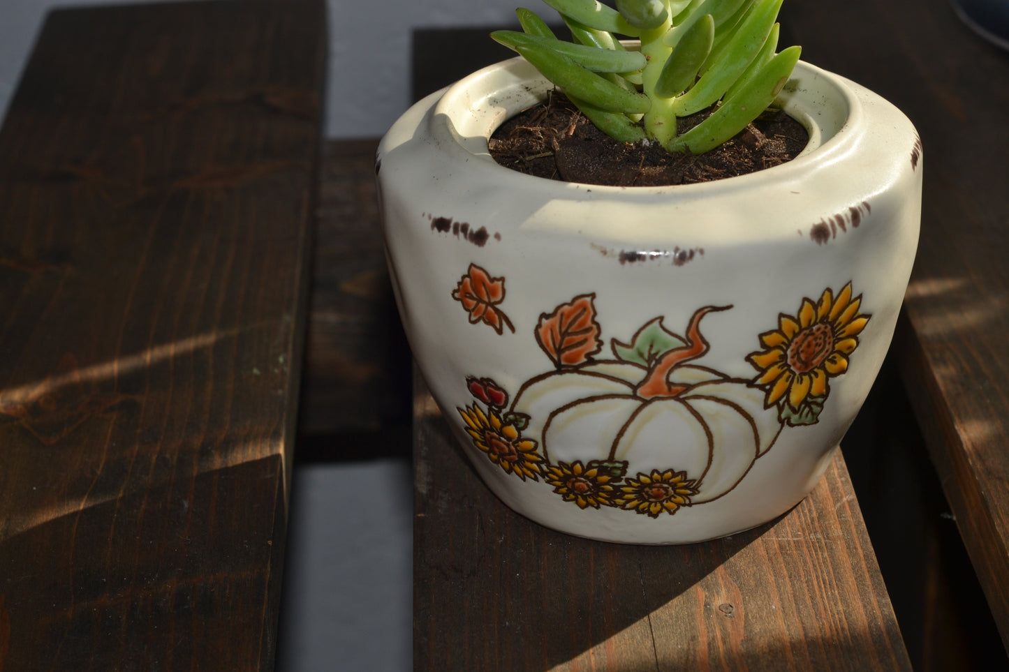 Planted pumpkin bowl. Super donkey tail