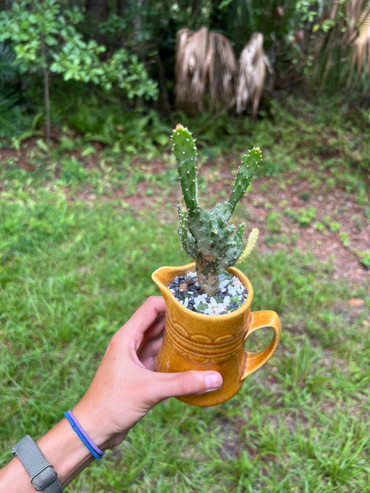 Variegated opuntia in vintage cup