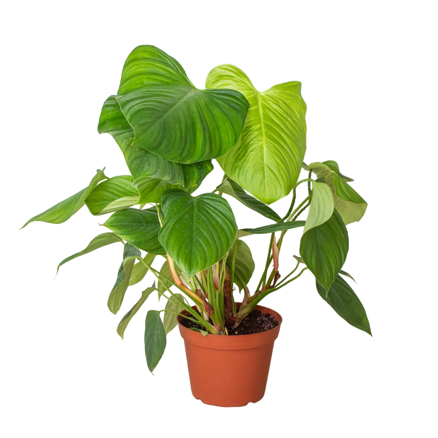 6in Philodendron 'Fuzzy Petiole'