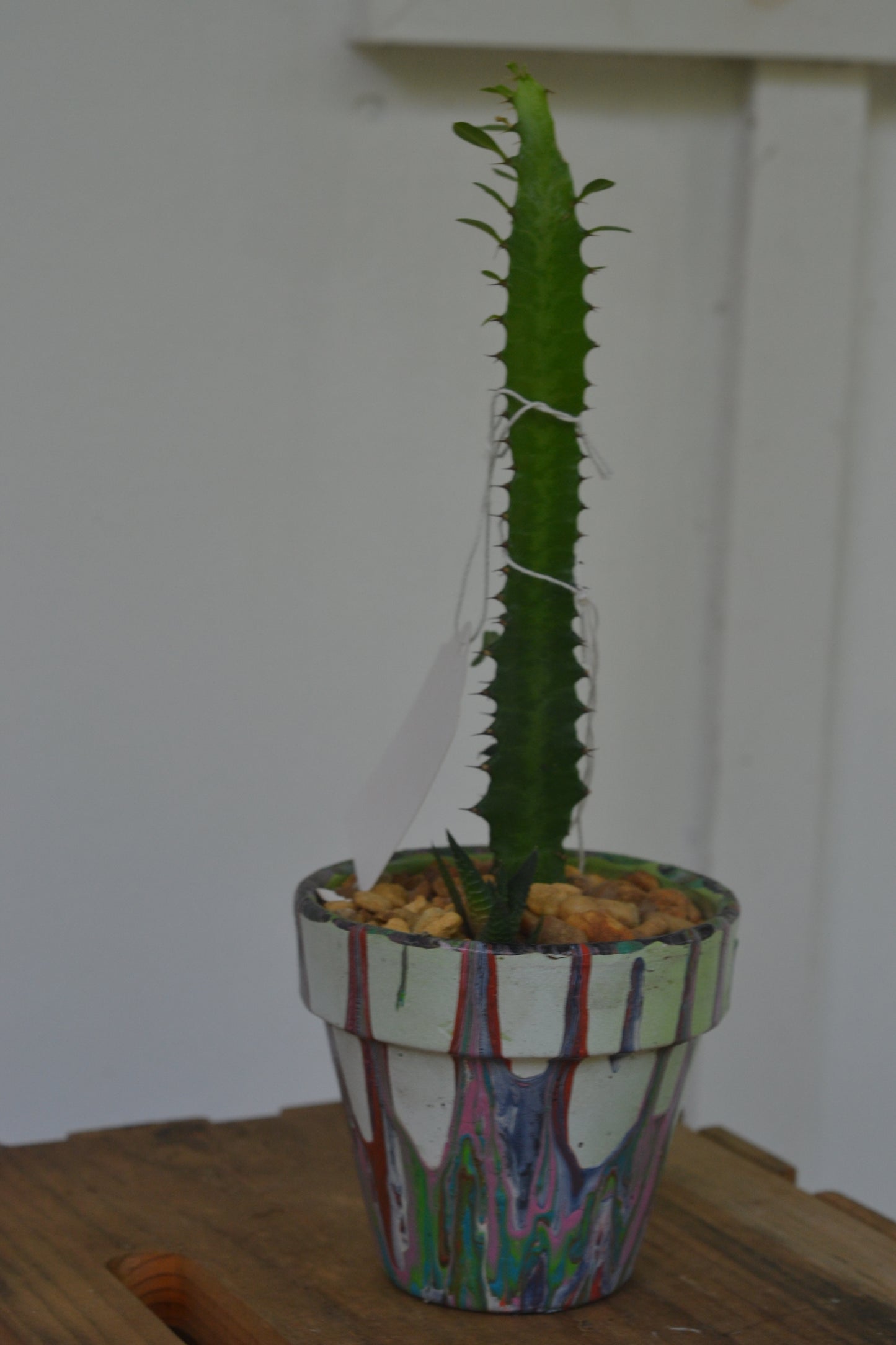 Drip painted terracotta pot. African milk tree & haworthia