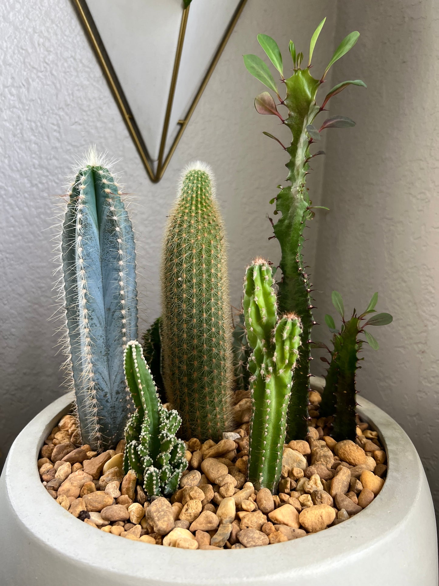 Cacti arrangement in egg planter