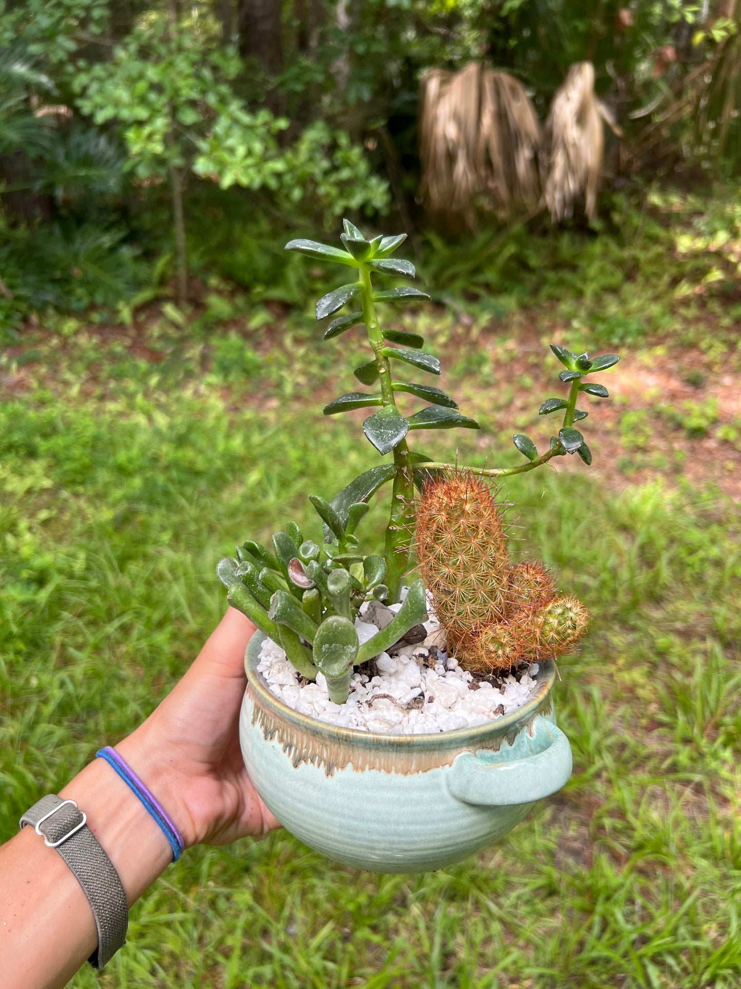 Cacti and succulents in ombre bowl