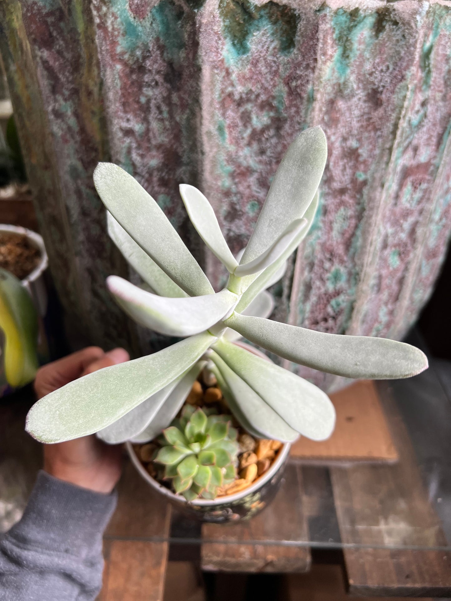 Cotyledon silver peak & echeveria