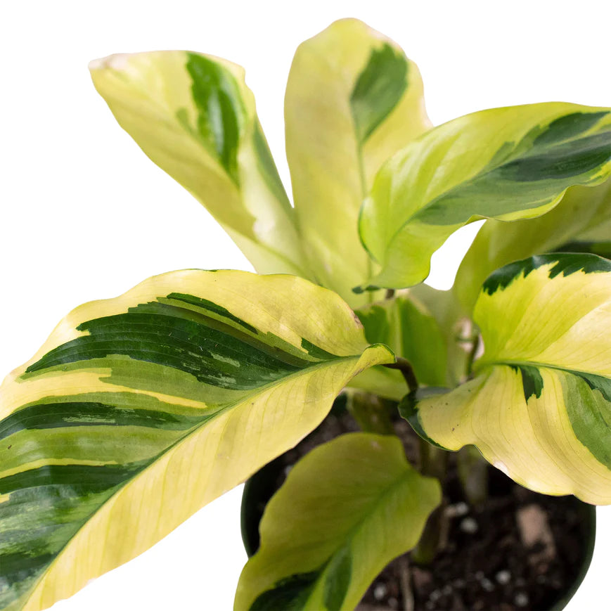 4in Calathea "Yellow Fusion"