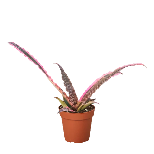 4in Cryptanthus 'Elaine'