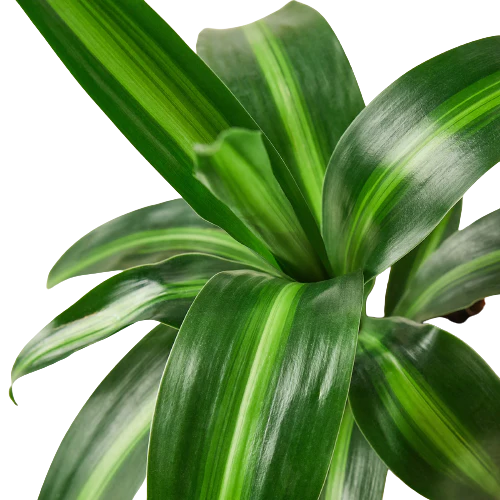 4in Dracaena 'Massangeana'