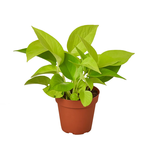 3in Pothos "Neon"