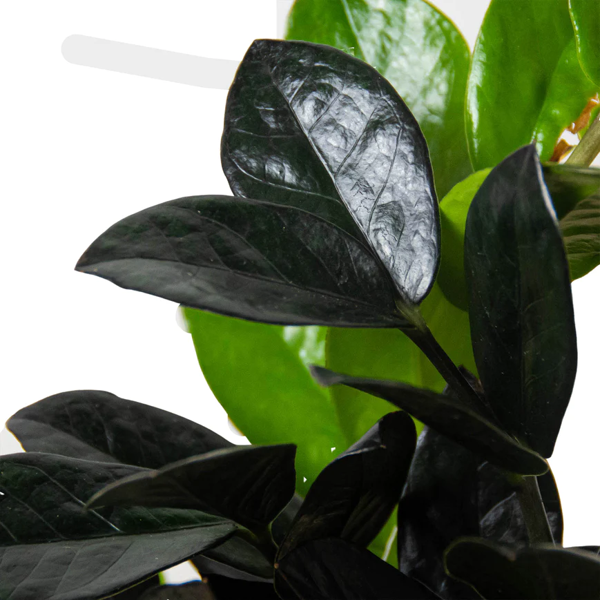 6in ZZ Zamioculcas 'Black Raven'