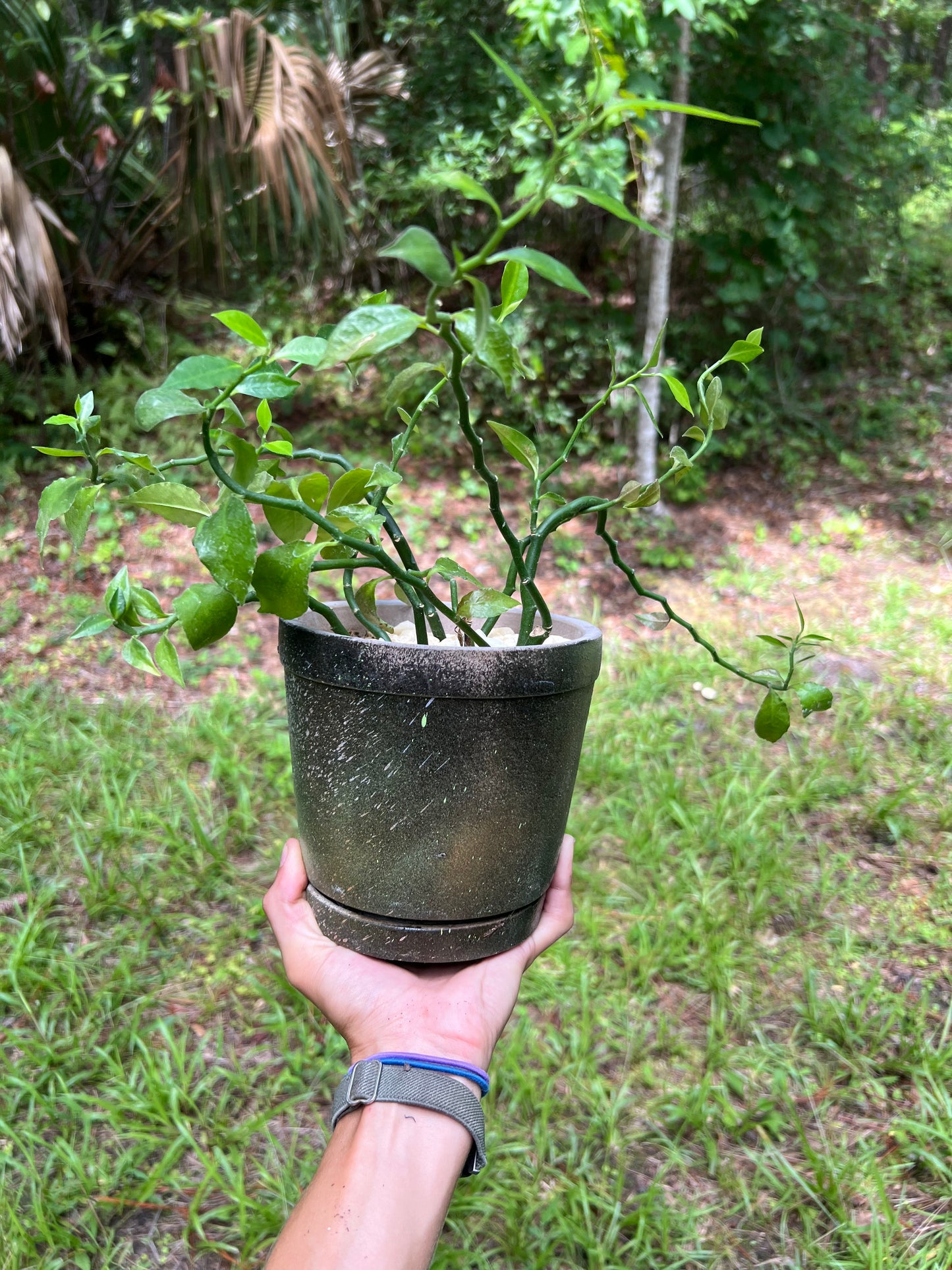 Devil’s backbone in concrete planter