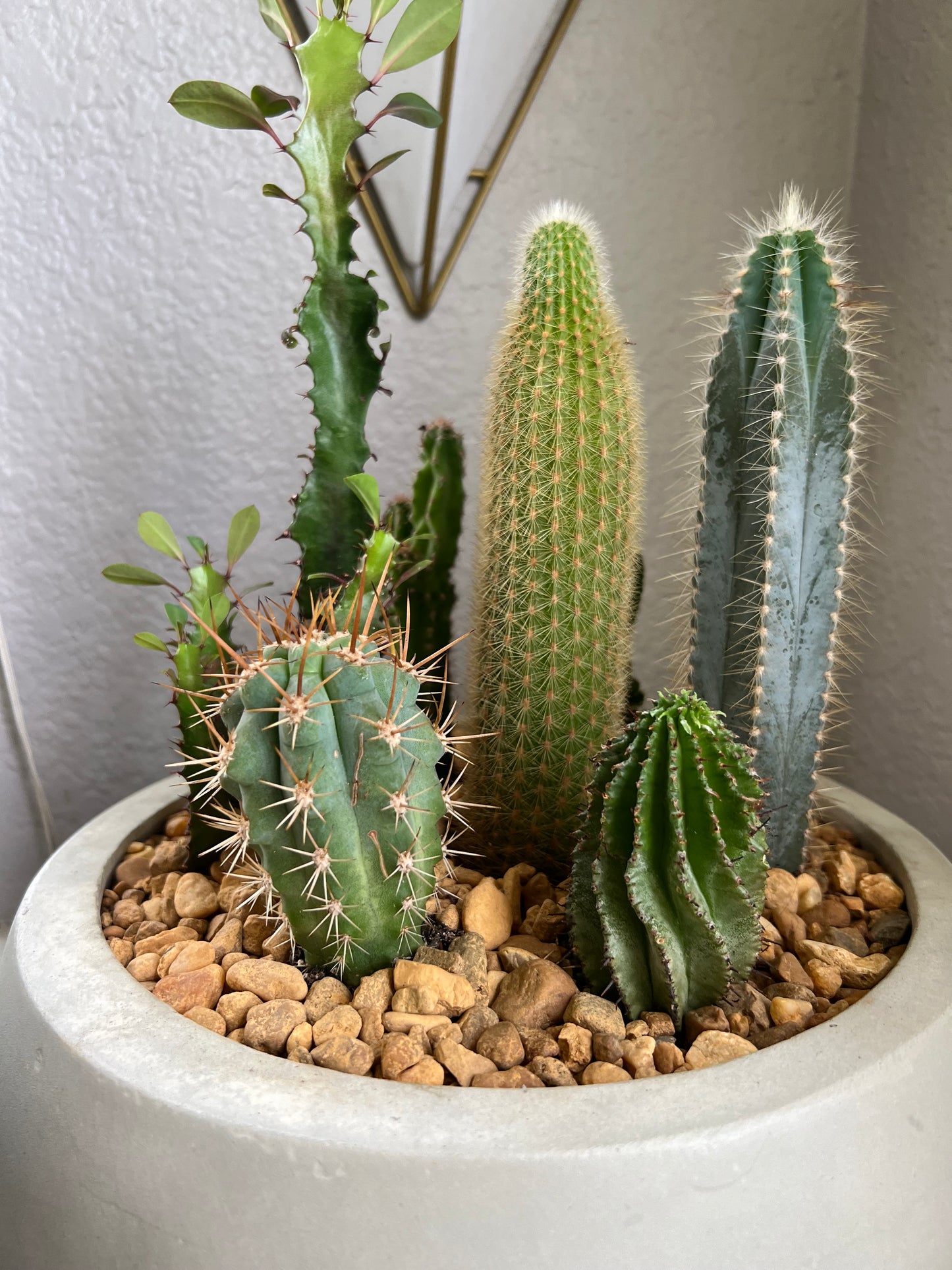 Cacti arrangement in egg planter