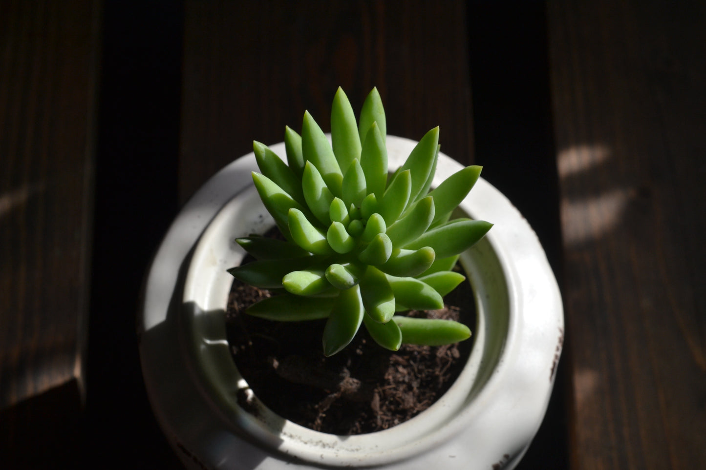 Planted pumpkin bowl. Super donkey tail